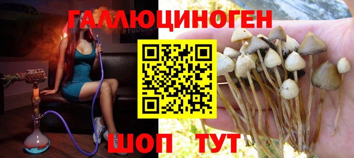 Галлюциногенные грибы GOLDEN TEACHER  Псилоцибиновые грибы Psilocybine cubensis  Вход с VPN  Каменск-Шахтинский 
